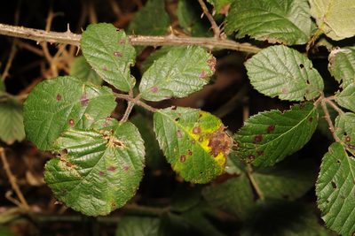 Rubus vestitus, photographed by Stephen James McWilliam
