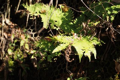 Dryopteris lacera, photographed by harum.koh