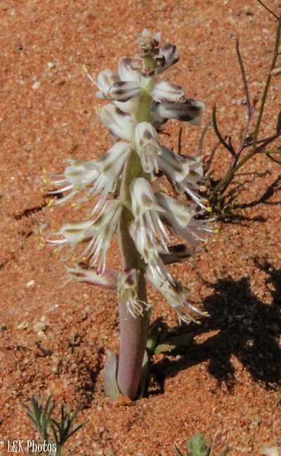 Lachenalia xerophila, photographed by lallen