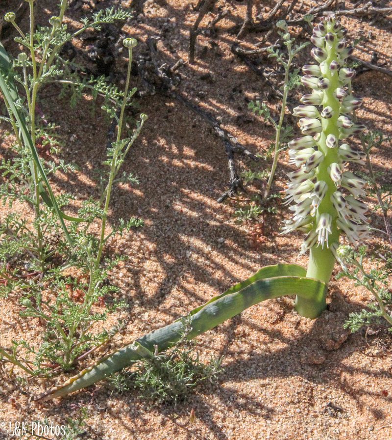 Lachenalia xerophila, photographed by lallen