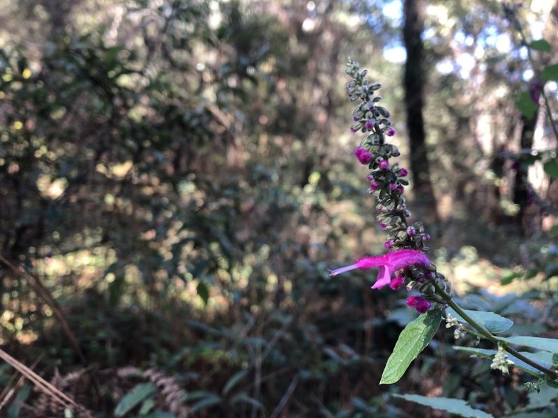 Salvia iodantha, photographed by Luis F. Ramírez