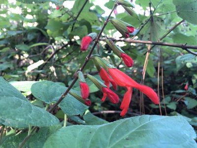 Salvia gesneriiflora, photographed by Luis F. Ramírez