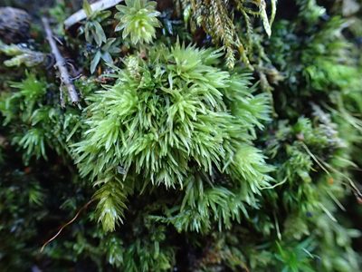 Leucobryum juniperoideum, photographed by George Greiff