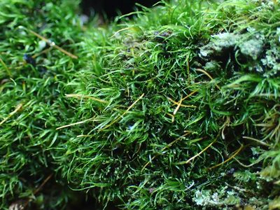 Orthodontium lineare, photographed by George Greiff