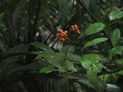 Palicourea racemosa, photographed by Wouter Koch