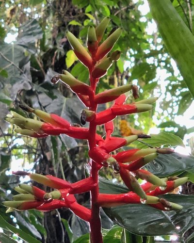 Guzmania scherzeriana, photographed by desertnaturalist