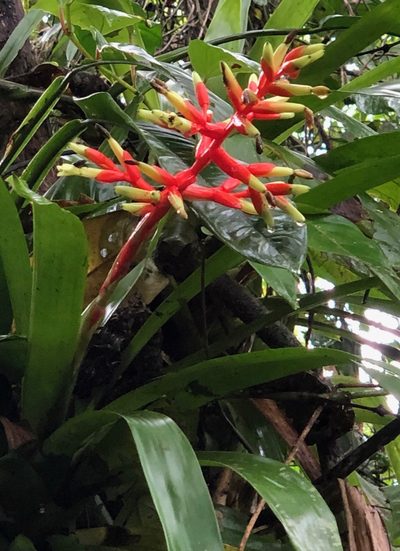 Guzmania scherzeriana, photographed by desertnaturalist