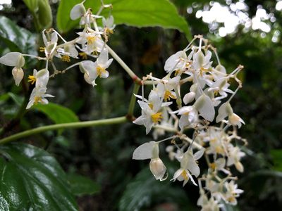Begonia glabra, photographed by desertnaturalist