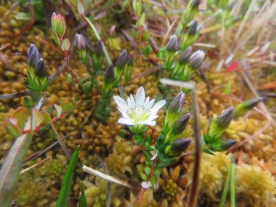 Gentiana douglasiana, photographed by James Telford