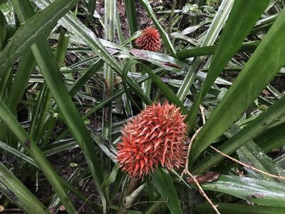 Aechmea magdalenae, photographed by Dario Taraborelli