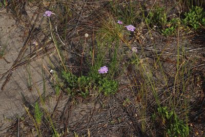 Scabiosa incisa, photographed by Tony Rebelo