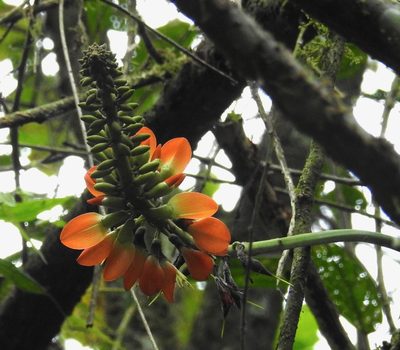 Erythrina edulis, photographed by desertnaturalist