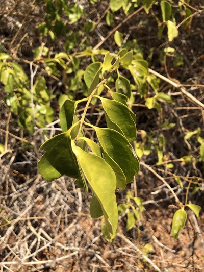 Jasminum simplicifolium, photographed by elawrey