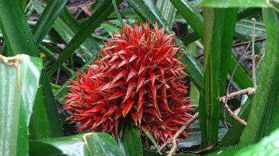 Aechmea magdalenae, photographed by Andra Waagmeester