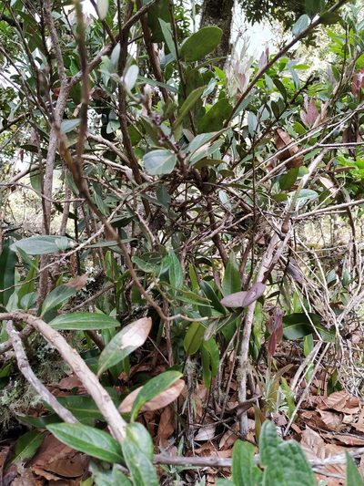Epidendrum schistochilum, photographed by Andrés Ramírez-Barrera