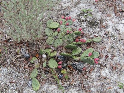 Opuntia mesacantha, photographed by Kaden Slone