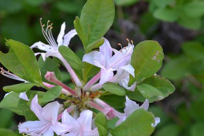 Rhododendron atlanticum, photographed by T. Hammer