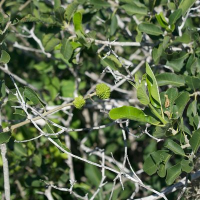 Esenbeckia flava, photographed by Bill Levine