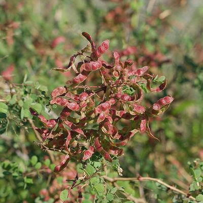 Mimosa distachya, photographed by Bill Levine