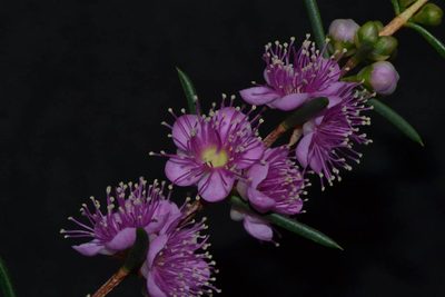 Hypocalymma robustum, photographed by T. Hammer