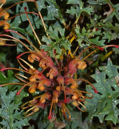 Grevillea bipinnatifida, photographed by T. Hammer