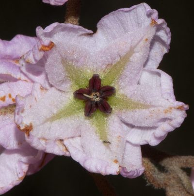 Thomasia grandiflora, photographed by T. Hammer