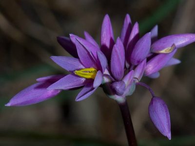 Sowerbaea laxiflora, photographed by T. Hammer