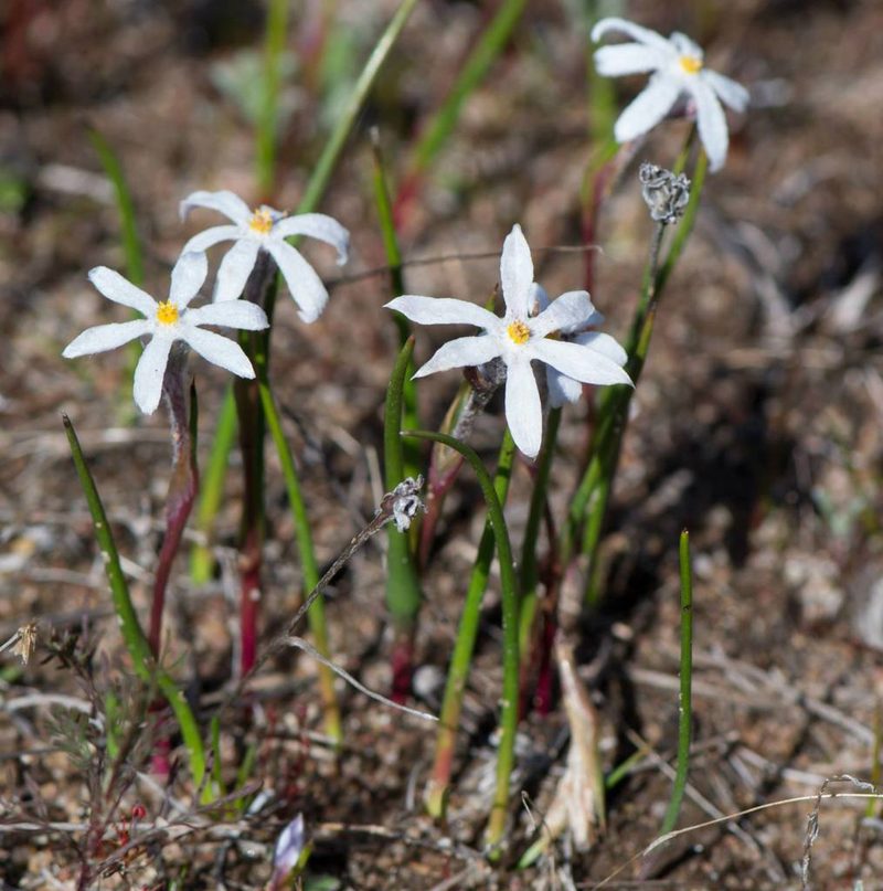 Tribonanthes elongata, photographed by T. Hammer