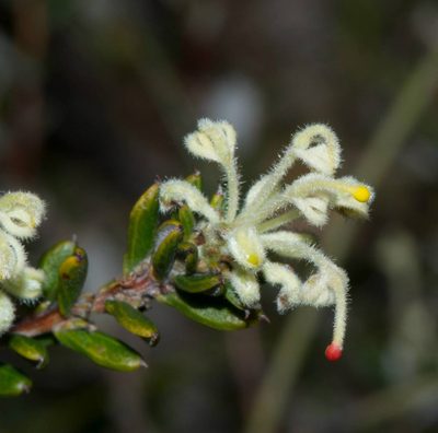 Grevillea pilulifera, photographed by T. Hammer