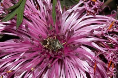 Isopogon dubius, photographed by T. Hammer
