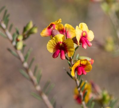 Dillwynia laxiflora, photographed by T. Hammer