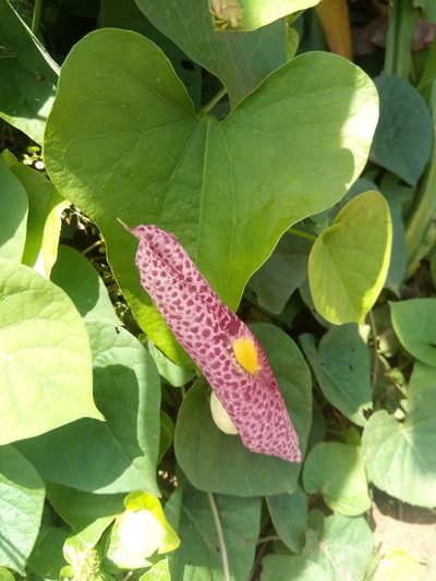 Aristolochia odoratissima, photographed by Alfredo F. Fuentes Claros