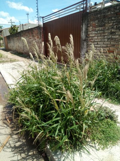 Digitaria insularis, photographed by Alfredo F. Fuentes Claros