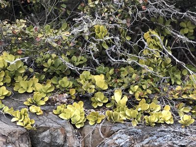 Hoya australis, photographed by elawrey