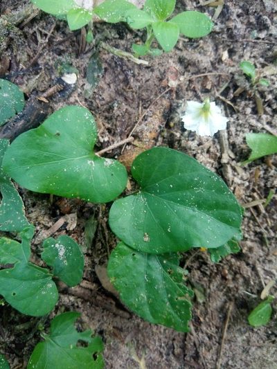 Lycianthes repens, photographed by Alfredo F. Fuentes Claros