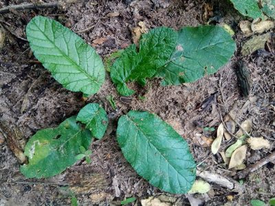 Dorstenia brasiliensis, photographed by Alfredo F. Fuentes Claros