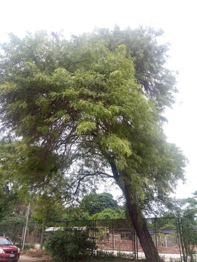 Neltuma chilensis, photographed by Alfredo F. Fuentes Claros
