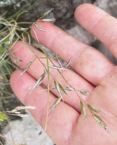 Rytidosperma buchananii, photographed by Alice Shanks