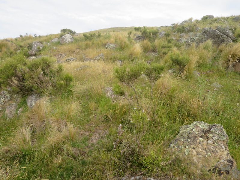 Rytidosperma buchananii, photographed by Alice Shanks