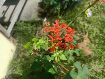Jatropha podagrica, photographed by Ong Jyh Seng