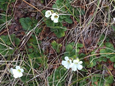 Ourisia simpsonii, photographed by Liadan Dickie