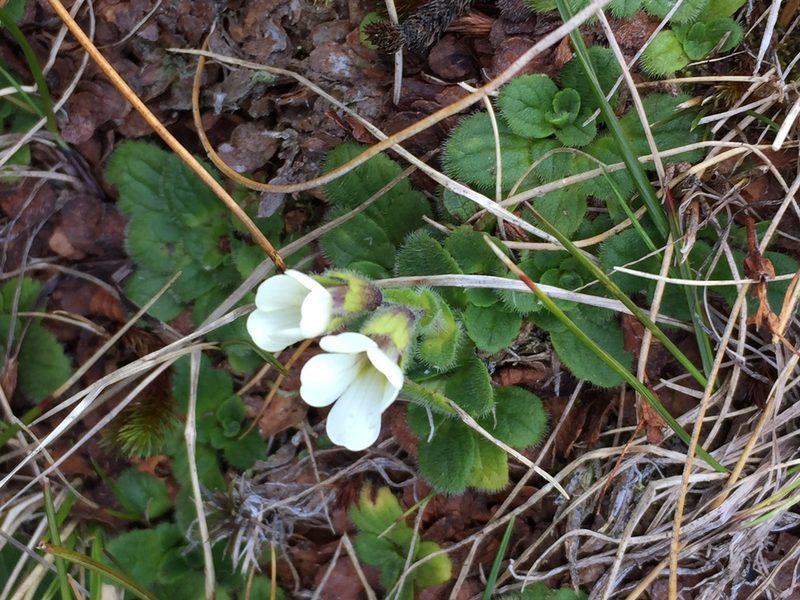 Ourisia simpsonii, photographed by Liadan Dickie