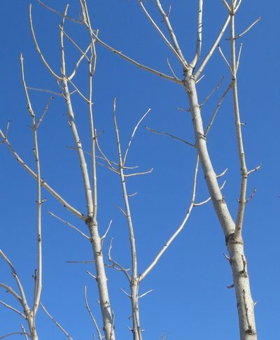 Fraxinus mandshurica, photographed by Repina Tatyana