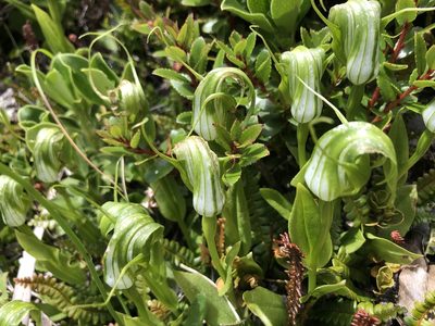 Pterostylis oliveri, photographed by metanature