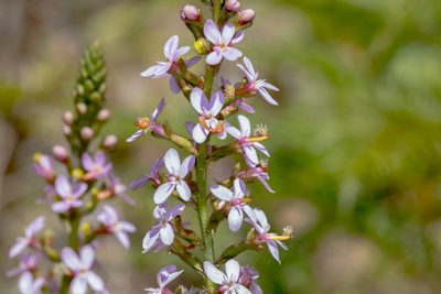 Stylidium armeria, photographed by Andrew Allen