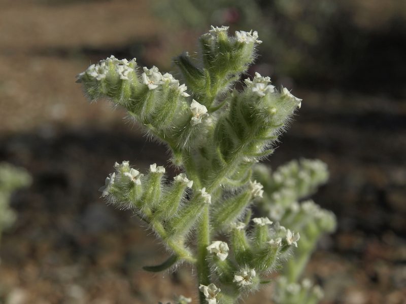 Oreocarya hoffmannii, photographed by Jim Morefield
