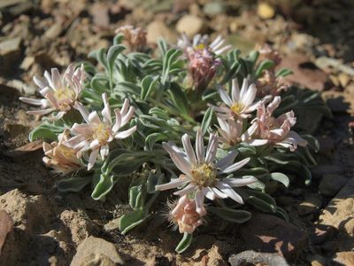 Townsendia scapigera, photographed by Jim Morefield