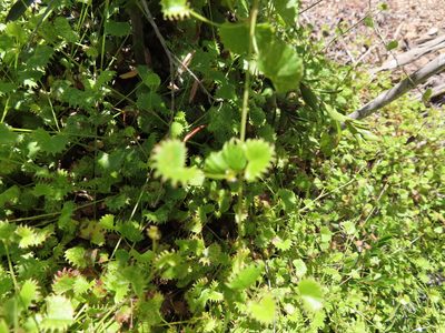 Centella callioda, photographed by linkie