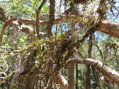 Squamidium brasiliense, photographed by linkie