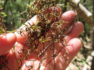 Squamidium brasiliense, photographed by linkie
